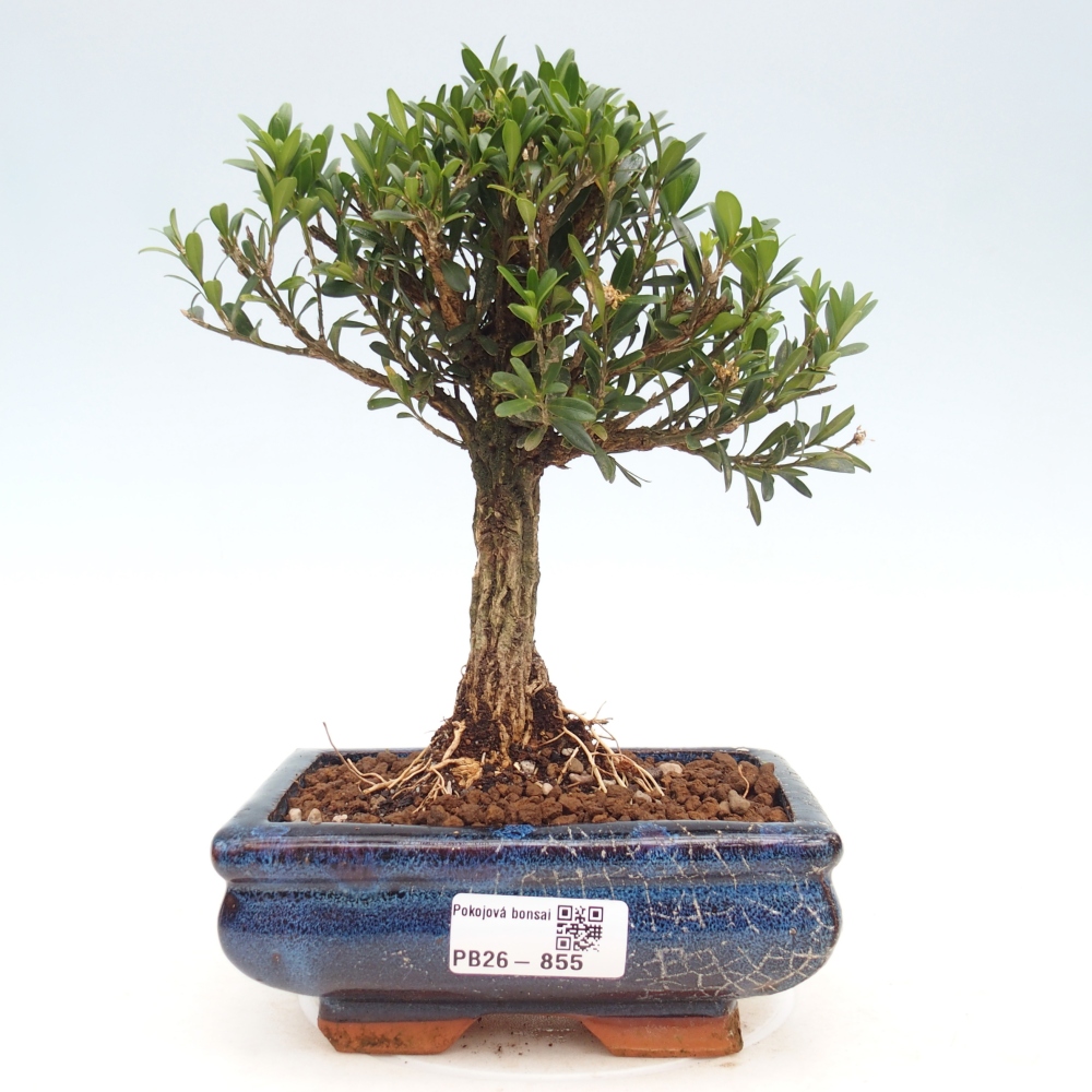 Pokój bonsai - Buxus harlandii - buxus korkowy