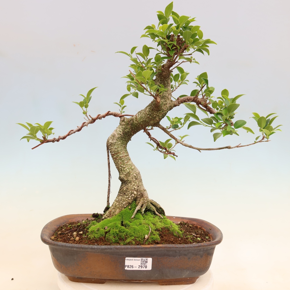 Pokój bonsai - Ficus kimmen - figowiec drobnolistny