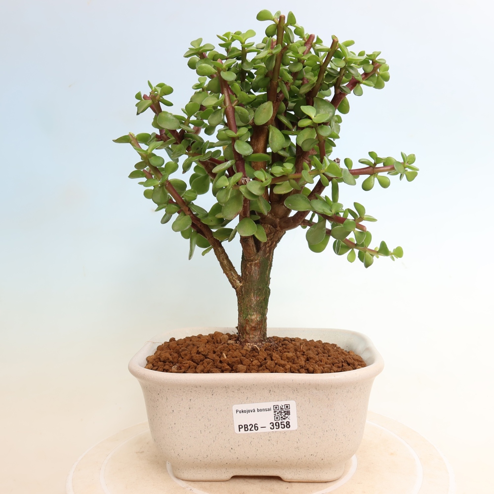 Pokój bonsai - Portulakaria Afra - Tlustice