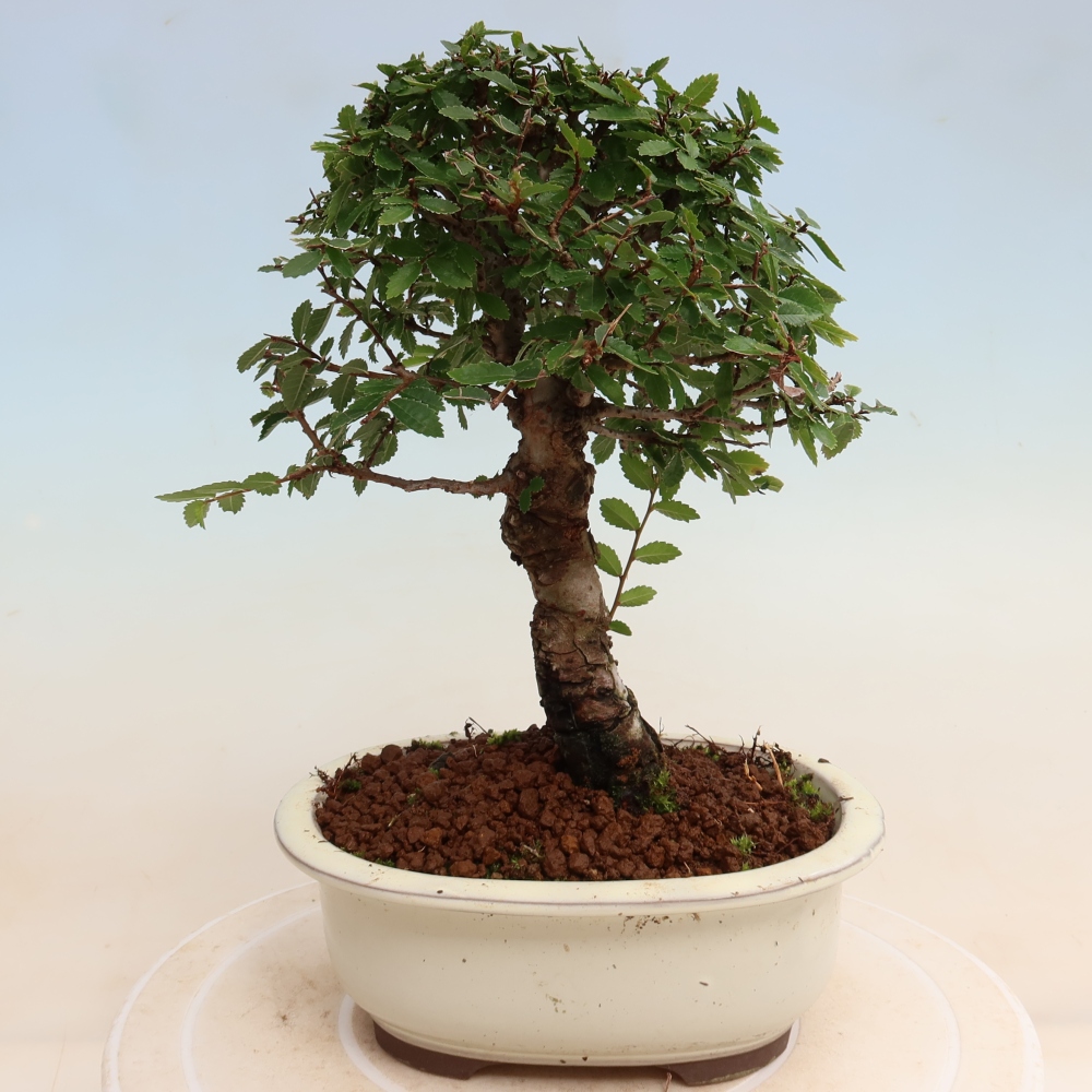 Bonsai zewnętrzne - Zelkova - Zelkova NIRE