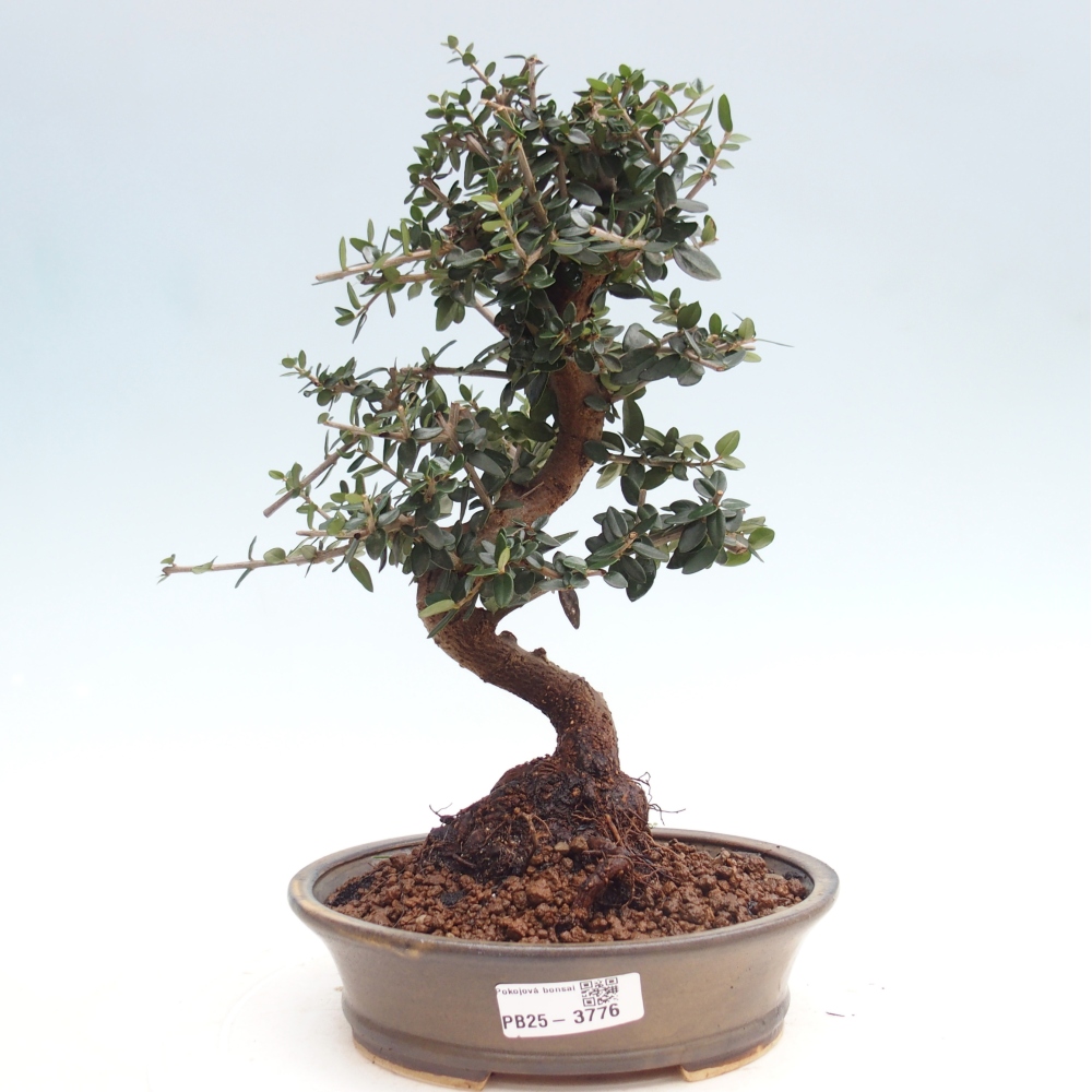 Bonsai do wnętrz - Olea europaea sylvestris
