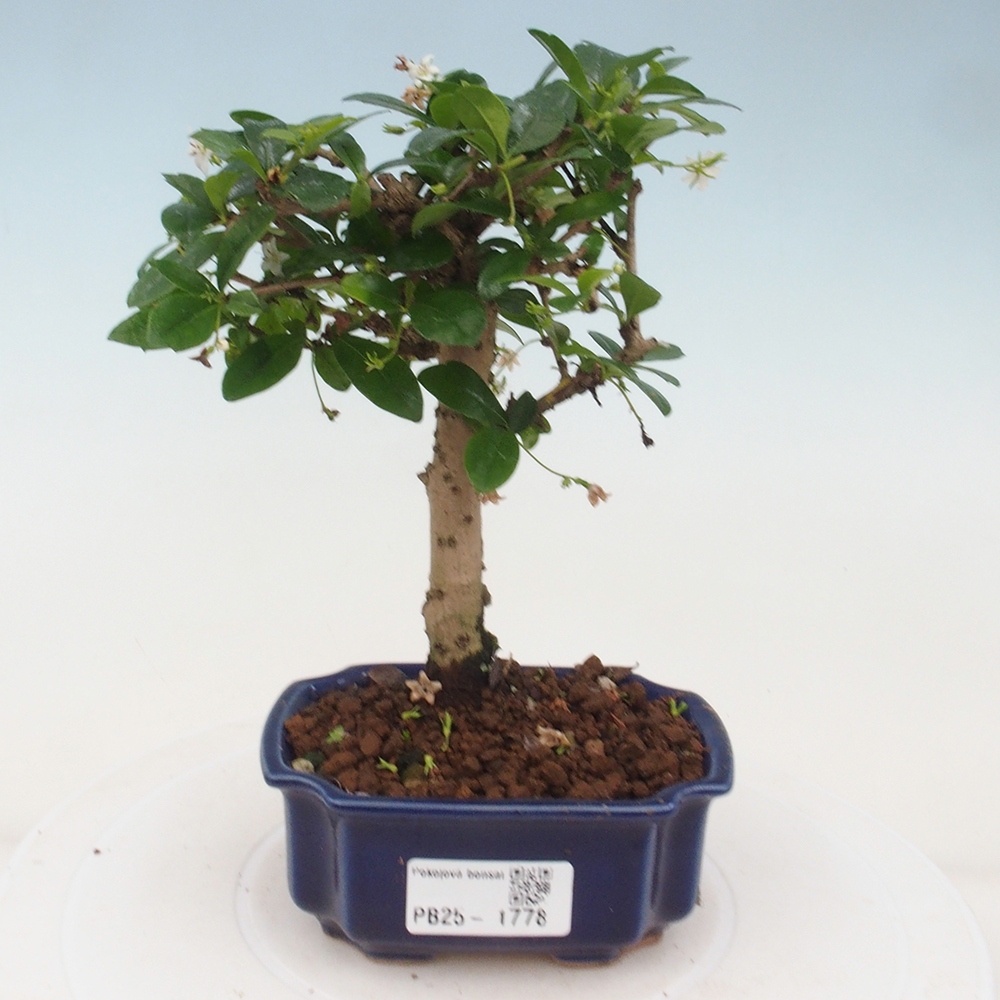 Bonsai wewnętrzne - Carmona makrophylla - Herbata Fuki