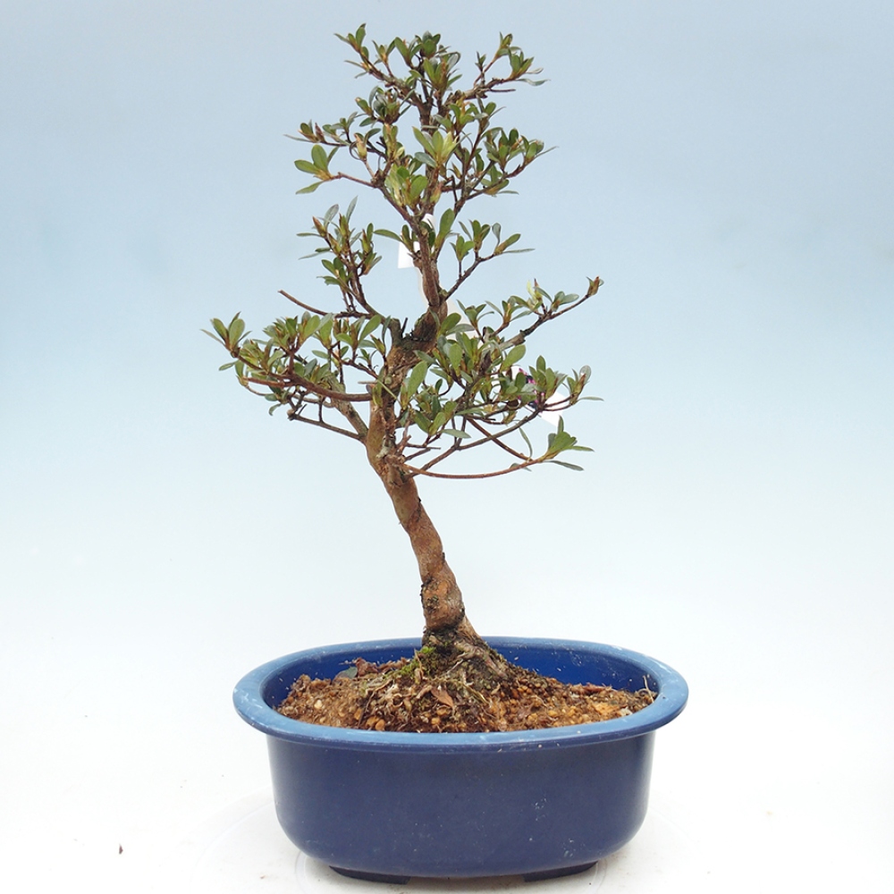 Bonsai zewnętrzne - Azalia japońska - Azalia Mio