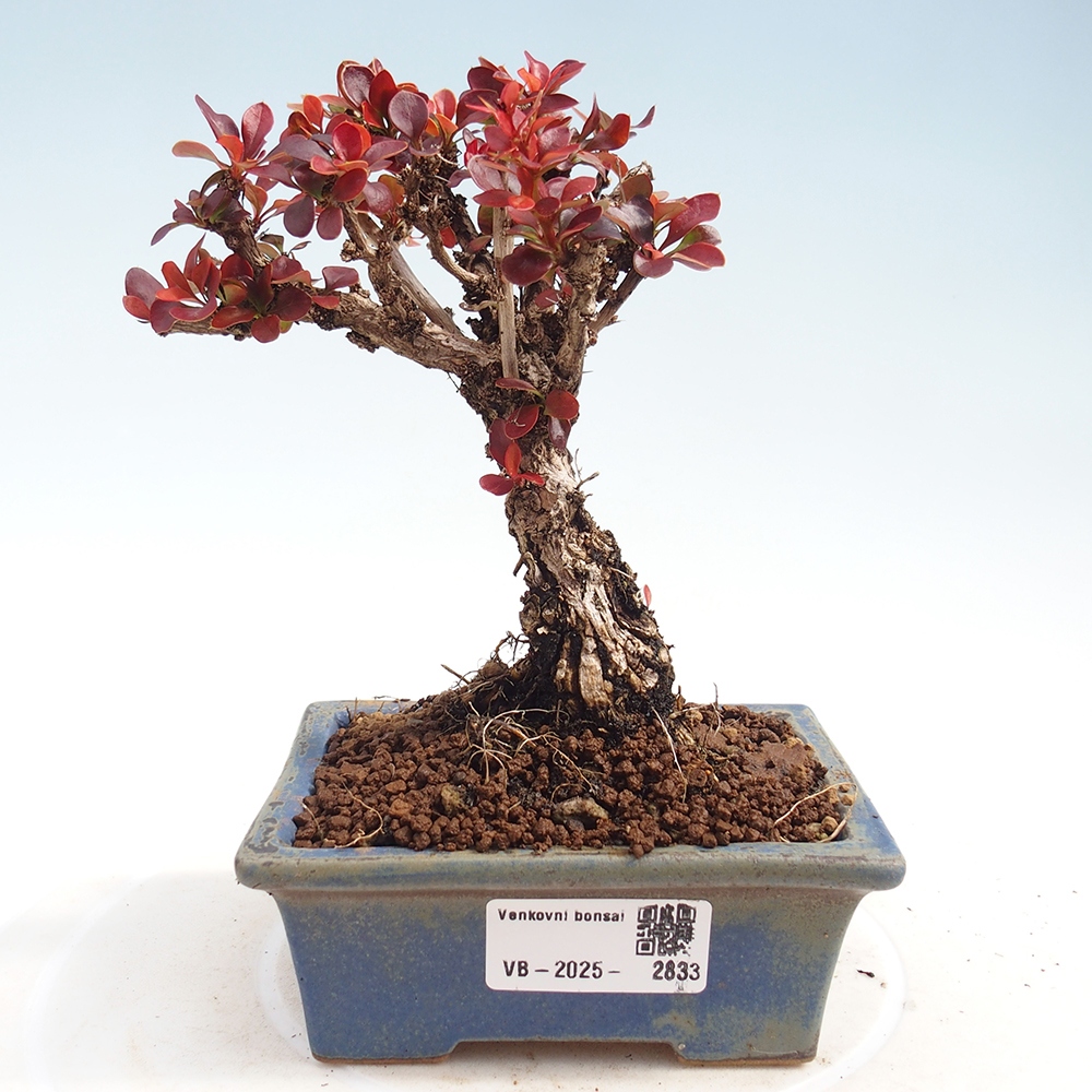 Bonsai zewnętrzne - Berberis Thunbergii Bagatelle