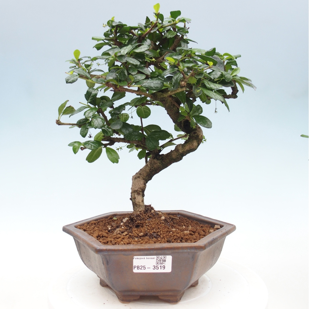 Bonsai pokojowe - Carmona macrophylla - Tea fuki