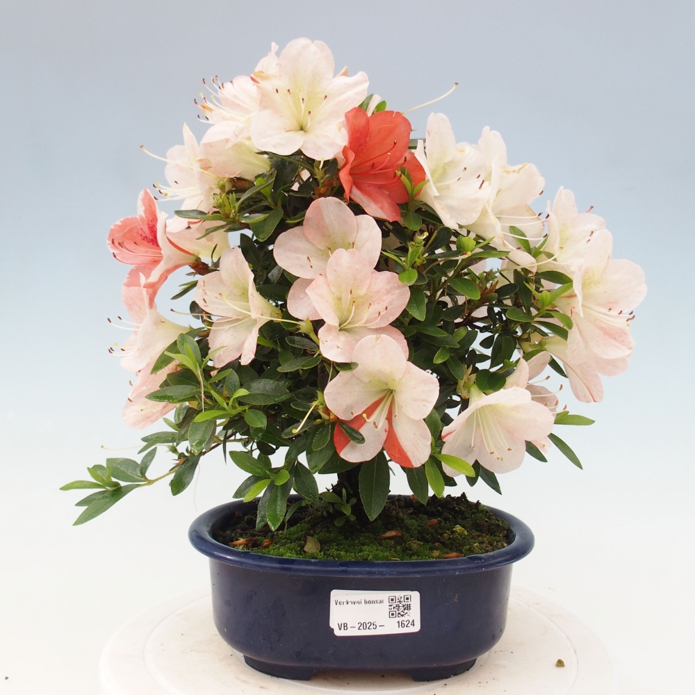 Bonsai ogrodowe - azalia japońska - Azalea Asazakura