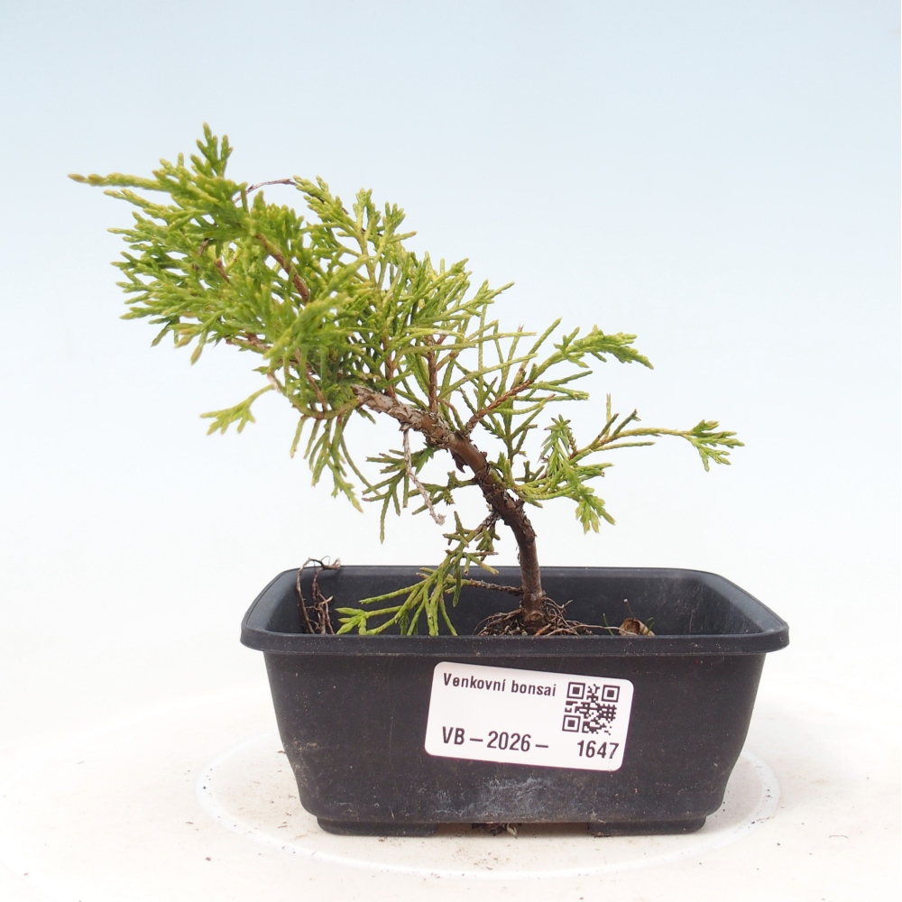 Outdoor bonsai - Juniperus chinensis Itoigawa