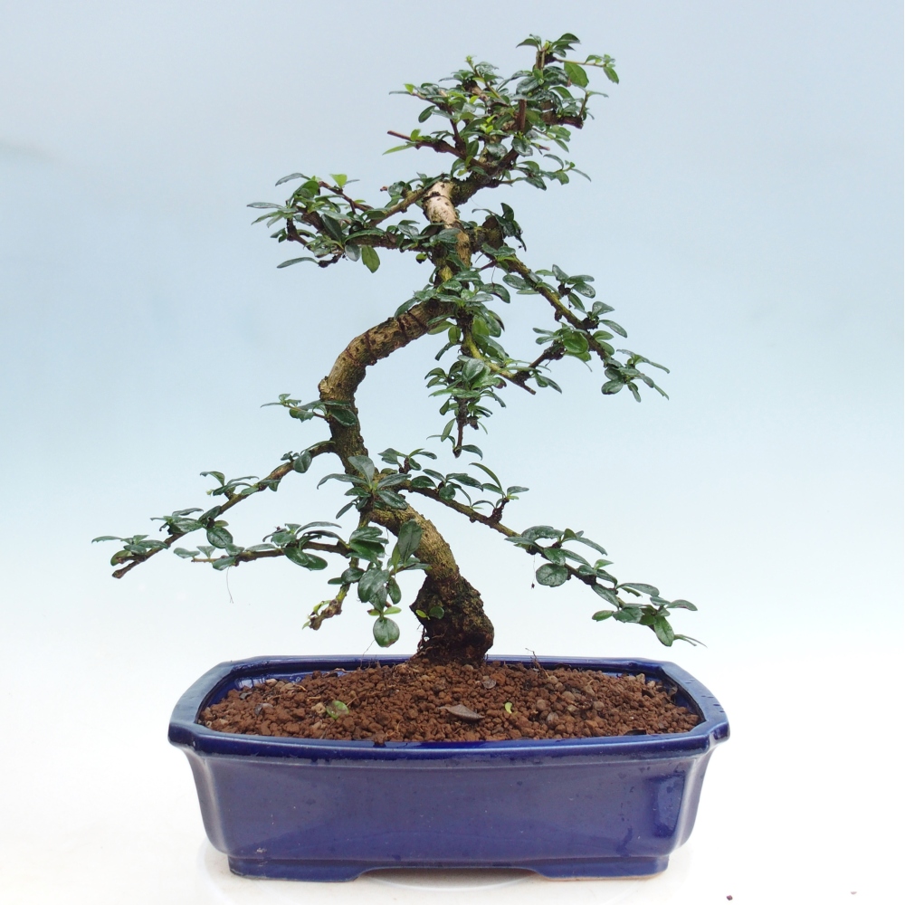 Bonsai pokojowe - Carmona macrophylla - Tea fuki