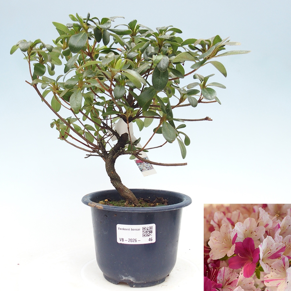 Bonsai zewnętrzne - Azalia japońska - Azalia Kaminoyamakirin