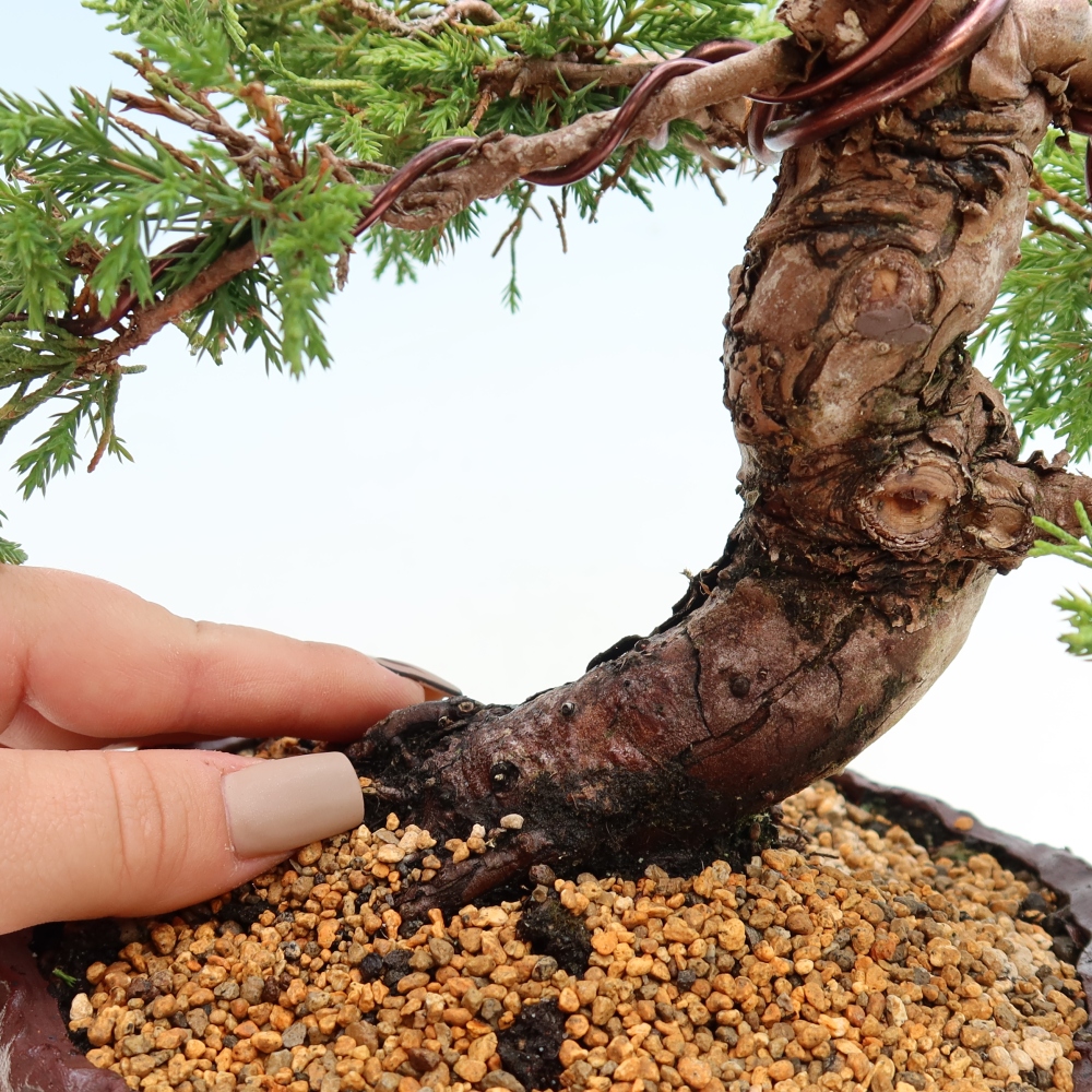 Bonsai ogrodowe – Juniperus chinensis Itoigawa – jałowiec chiński