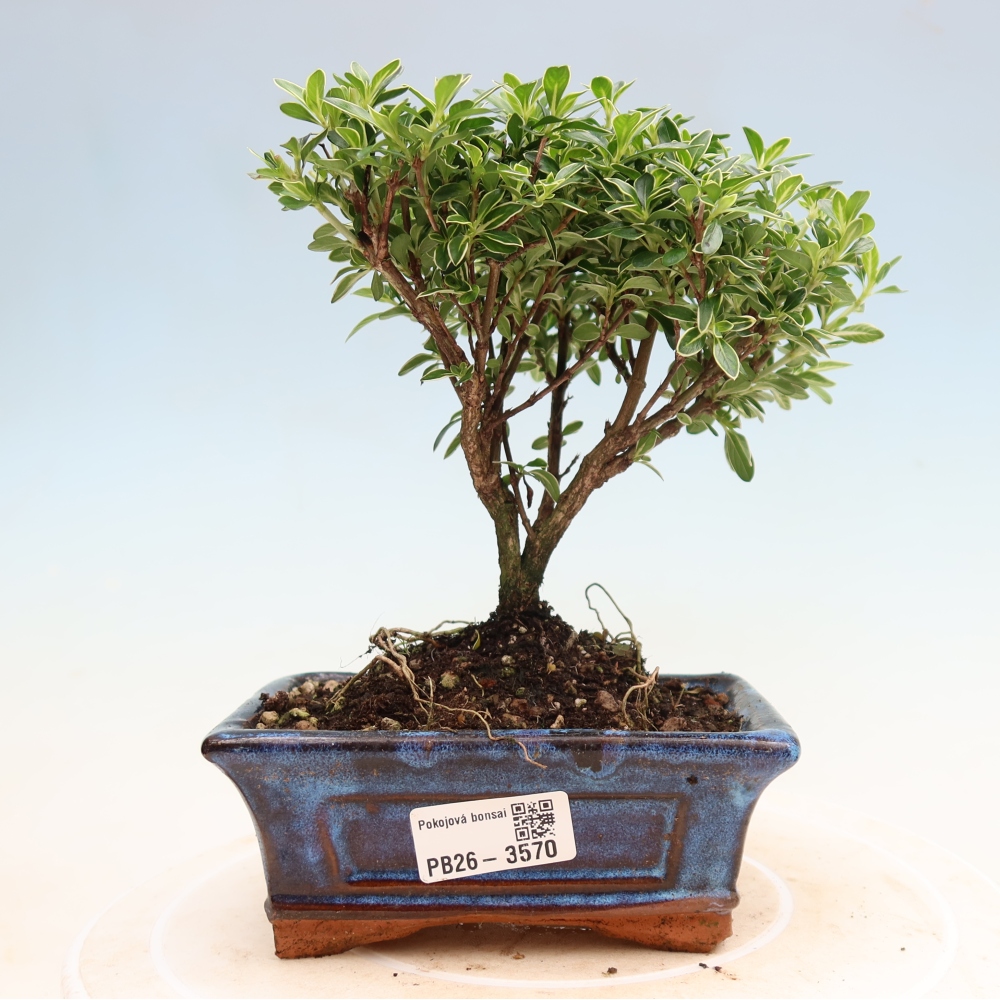 Bonsai pokojowe – Serissa foetida Variegata – Drzewo tysiąca gwiazd