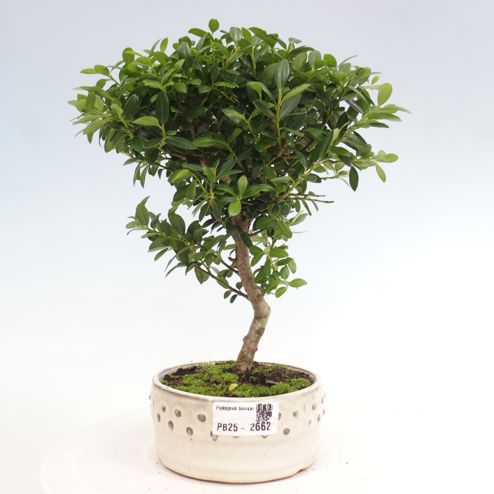 Kryty bonsai - Ilex crenata - Holly