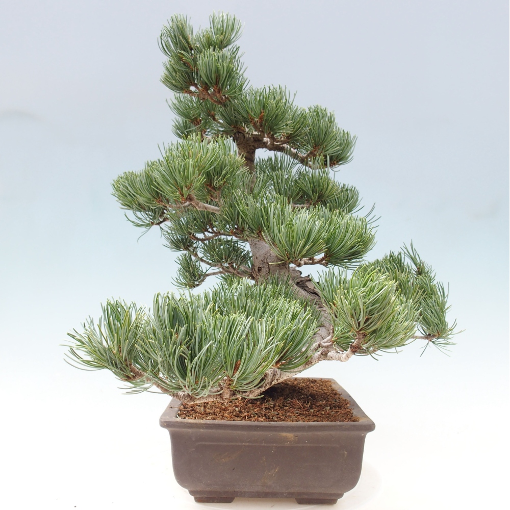 Outdoor bonsai - Pinus parviflora - Mała sosna