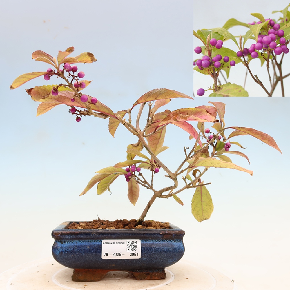 Bonsai ogrodowe – pięknoowocówka – Callicarpa bodinierova ‘Profusion’