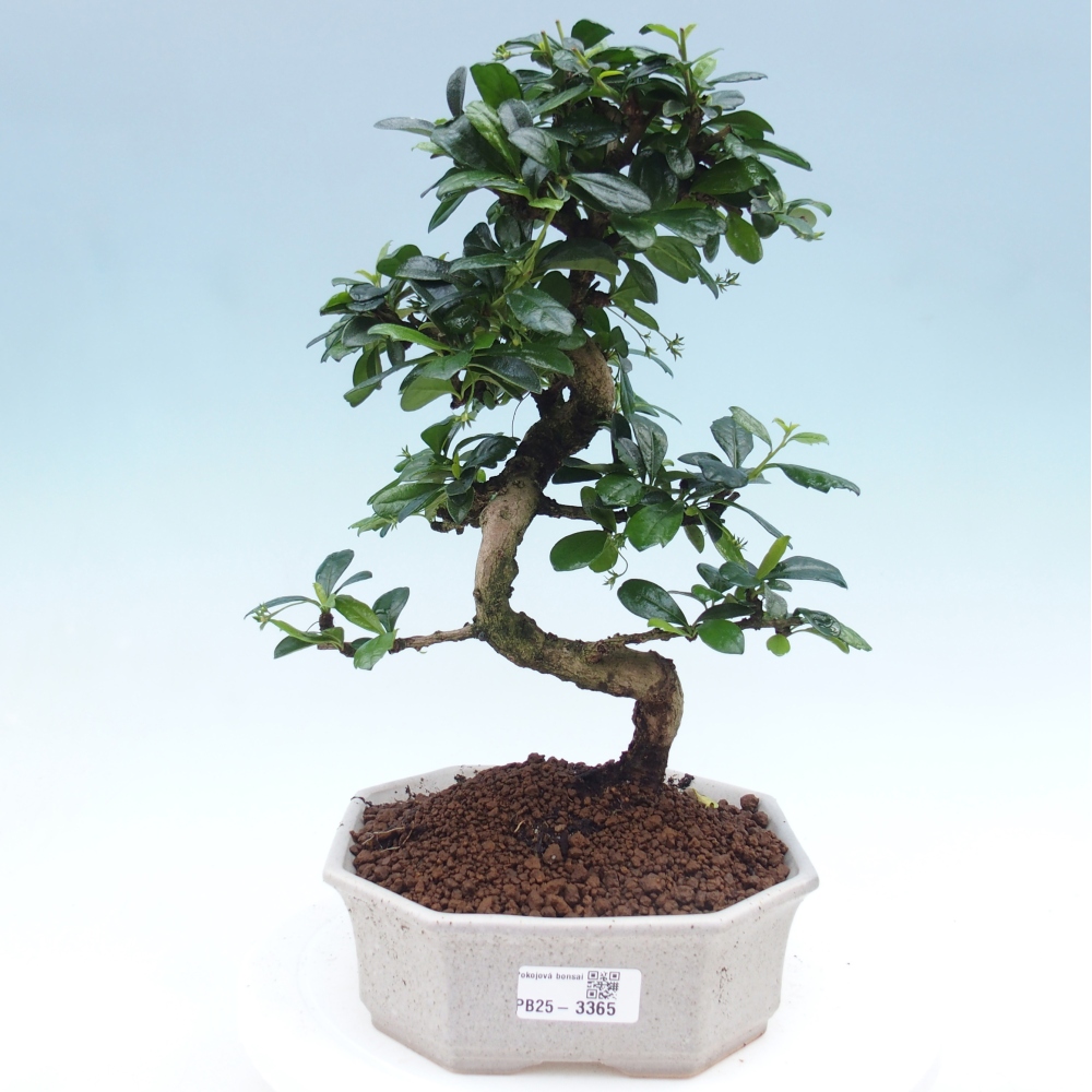 Pokój bonsai - Carmona macrophylla - Tea fuki