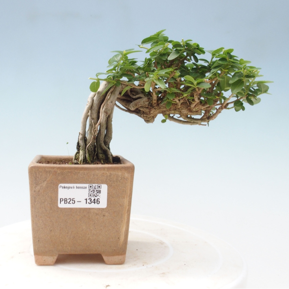 Bonsai wewnętrzne - Premna serratifolia - Kozlovon drobnolistny