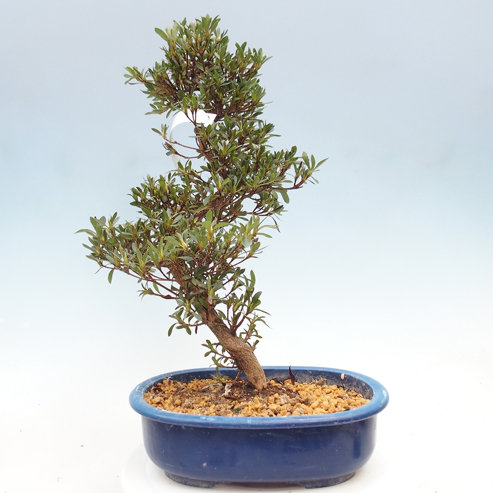 Bonsai zewnętrzne - Azalia japońska - Azalia Hakurin