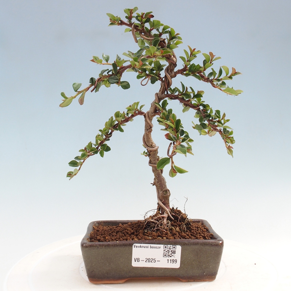Odkryty bonsai-Cotoneaster poziomy - Skała