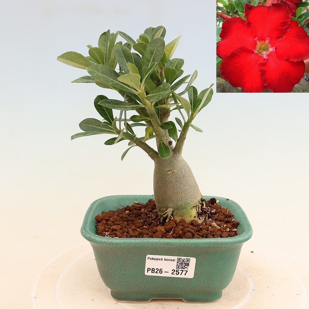 Bonsai pokojowe – Adenium obesum Red Star – Róża pustynna