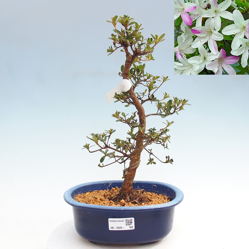 Outdoor bonsai - Azalia japońska - Azalia Yukigesho