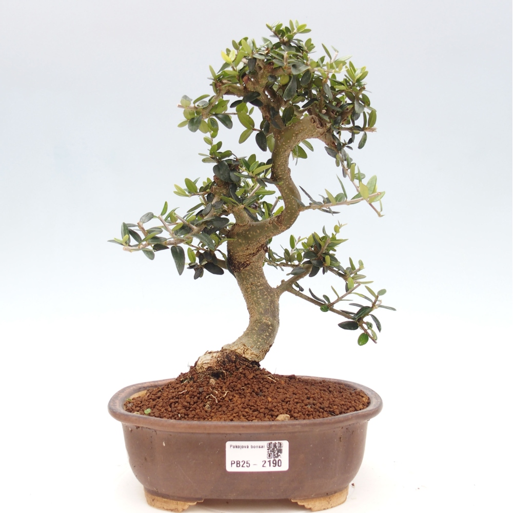 Kryte bonsai - Olea europaea sylvestris - Europejska oliwa z małych liści