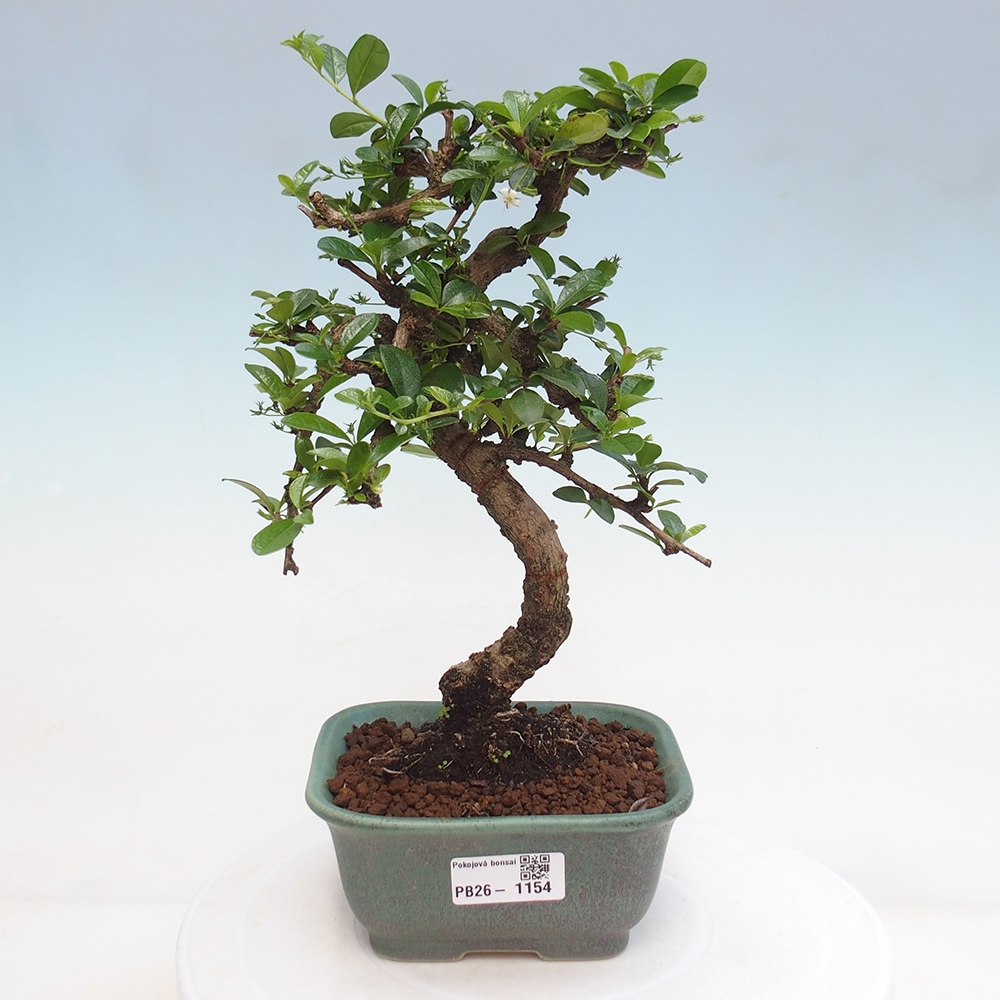 Bonsai pokojowe - Carmona macrophylla - Tea fuki
