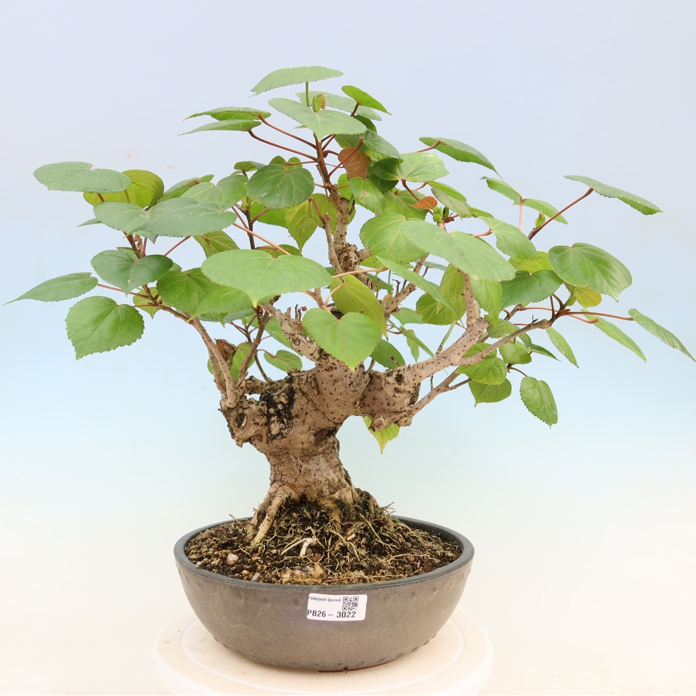 Bonsai domowe - Hibiscus tiliaceus - Hibiskus morski