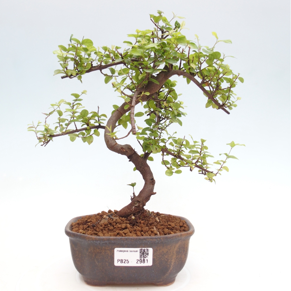 Bonsai wewnętrzne - Sagerécie thea - Sagerécie thea
