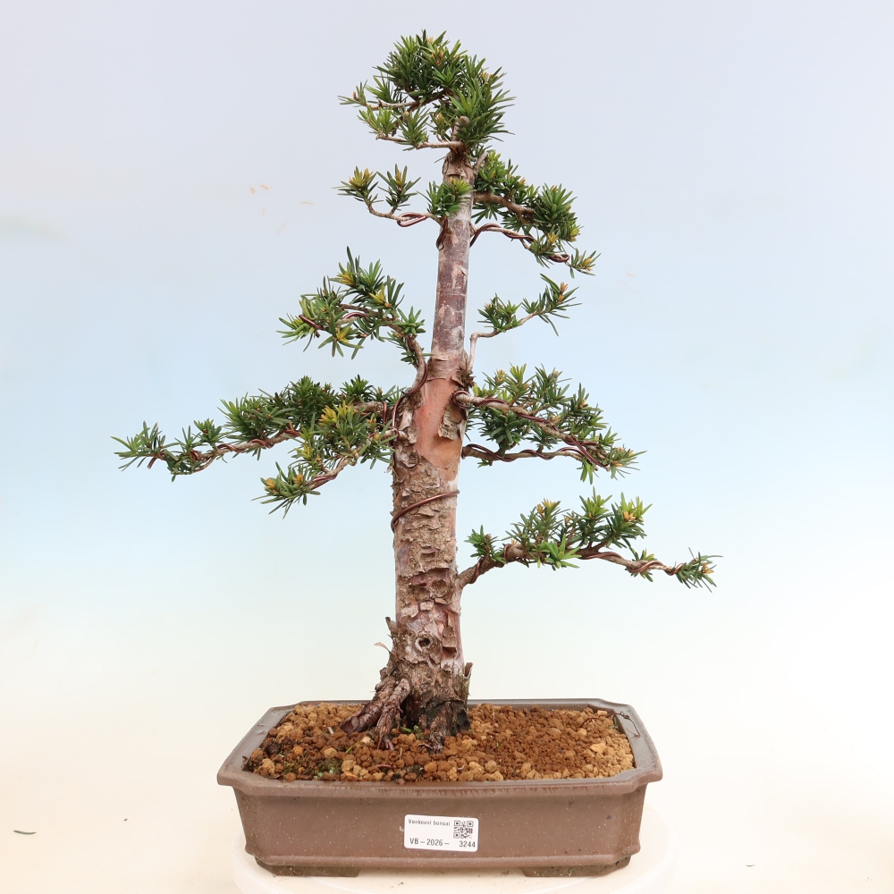 Bonsai ogrodowe – Taxus cuspidata – cis japoński