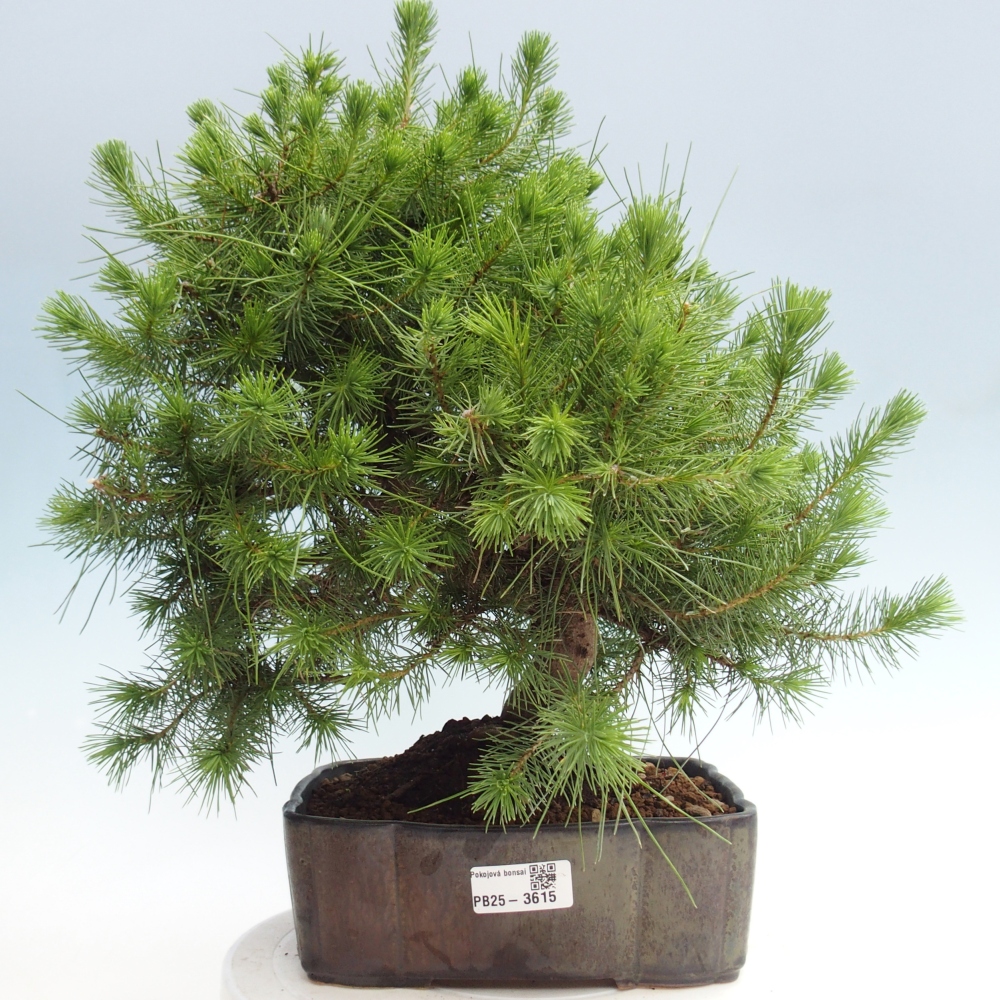Pokój bonsai - Pinus halepensis - Sosna z Aleppo