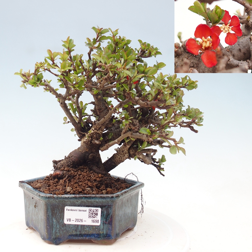 Bonsai zewnętrzne - Chaneomeles speciosa - Pigwa