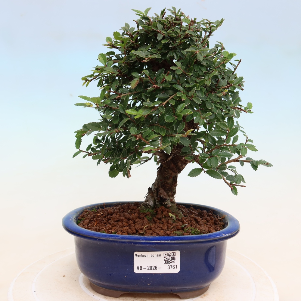 Bonsai zewnętrzne - Zelkova - Zelkova NIRE