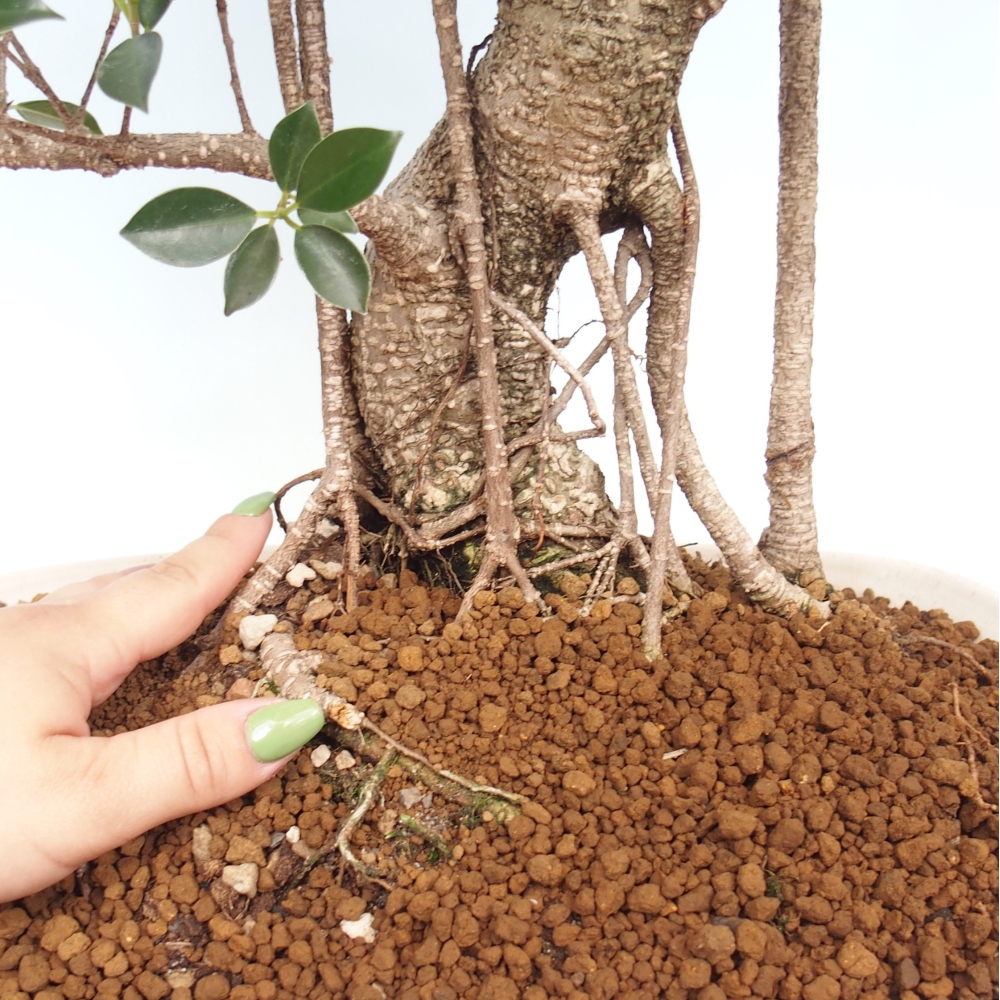 Bonsai pokojowe - Ficus kimmen - figowiec drobnolistny - WYŁĄCZNIE ODBIÓR OSOBISTY lub transport paletowy