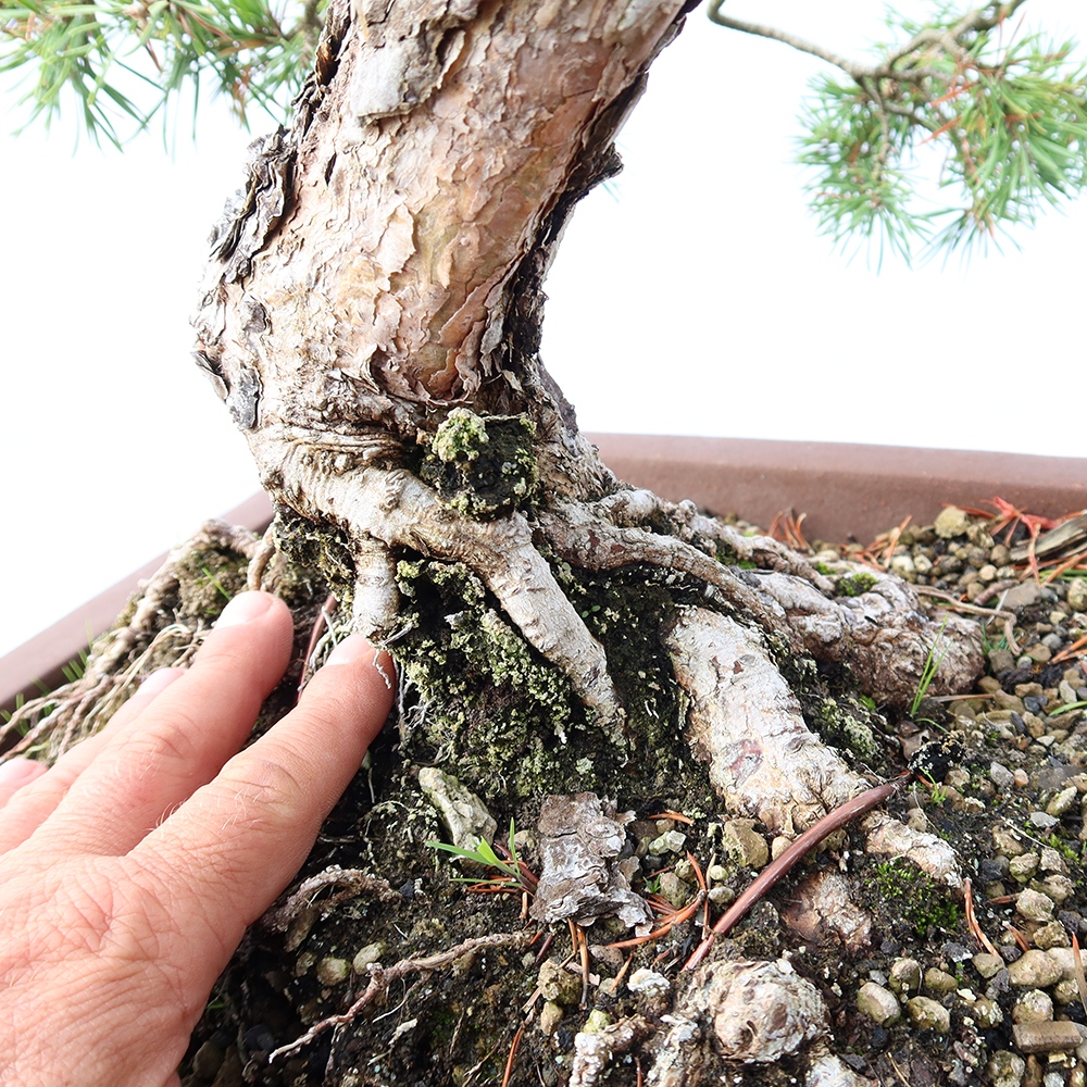Pinus sylvestris Hiszpania – sosna zwyczajna