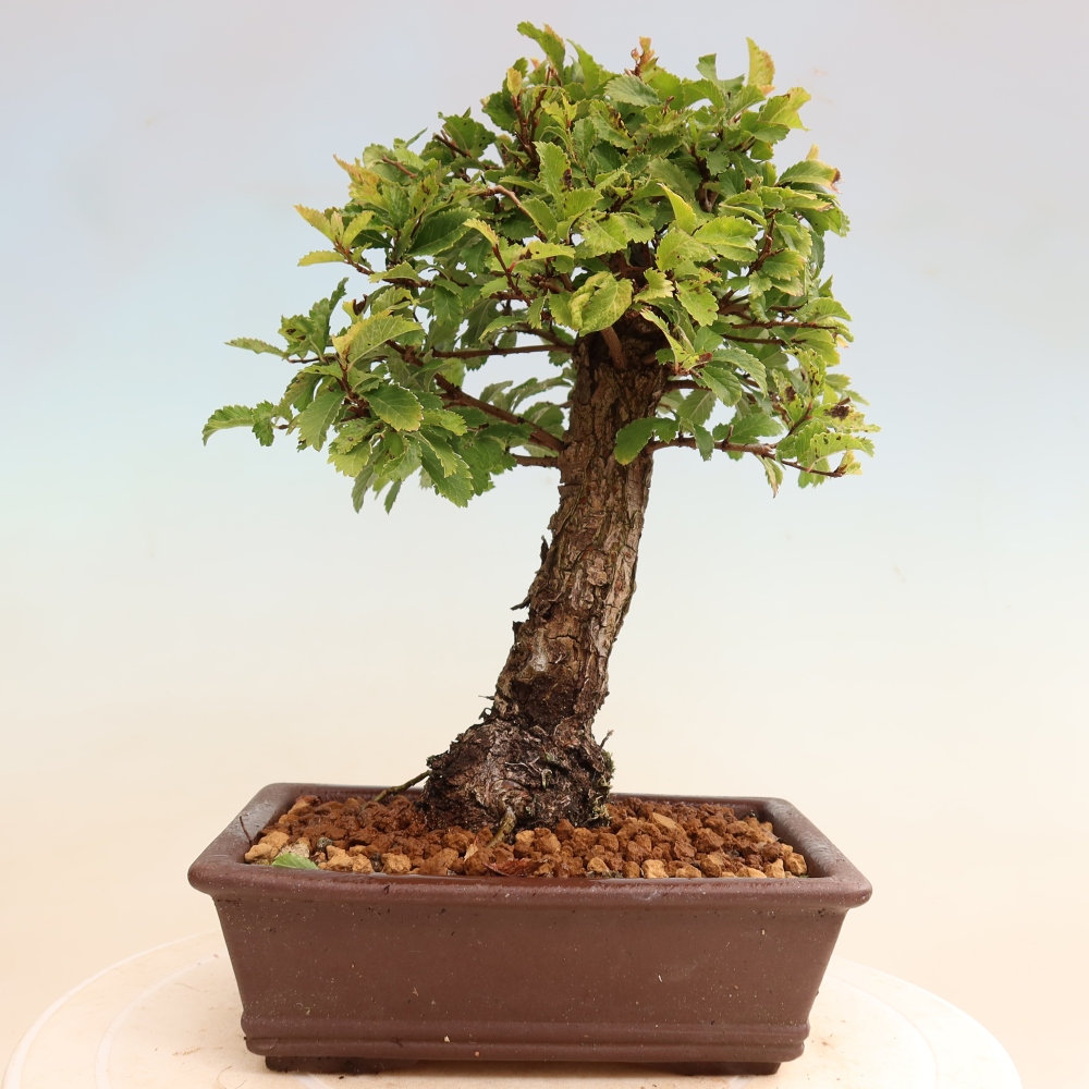 Bonsai zewnętrzne - Zelkova - Zelkova NIRE
