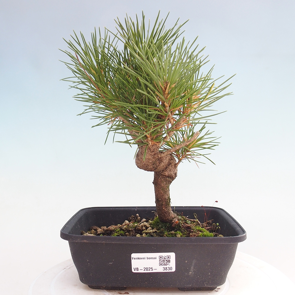 Outdoor bonsai - Pinus thunbergii - sosna Thunberga