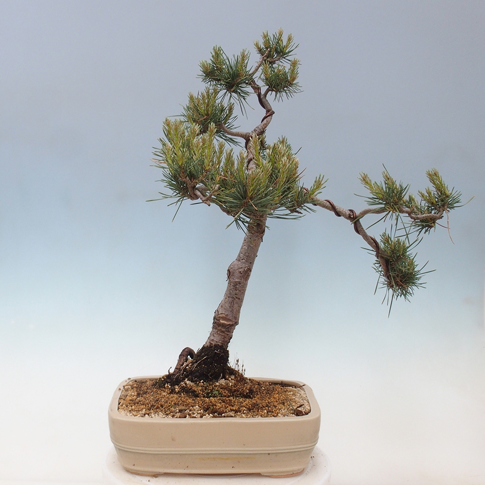 Outdoor bonsai - Pinus Sylvestris - sosna zwyczajna