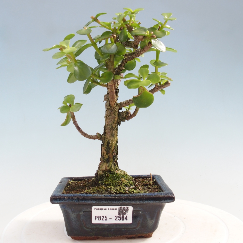 Kryty bonsai - Portulakaria Afra - Tlustice