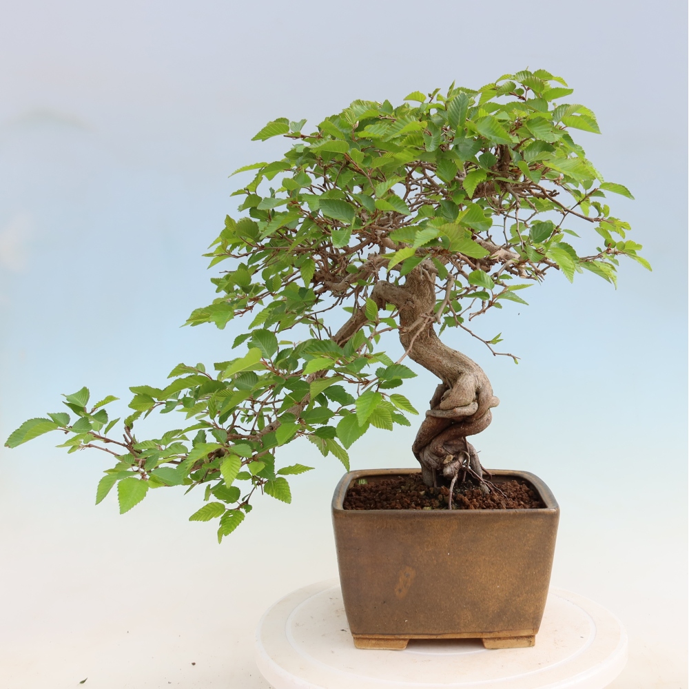 Outdoor bonsai - Carpinus coreana - grab koreański
