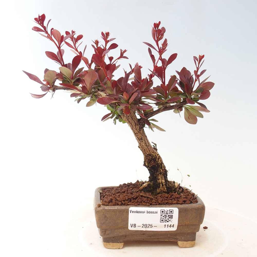 Outdoor bonsai - Berberis thunbergii Kobold - Dřištál Thunberg's