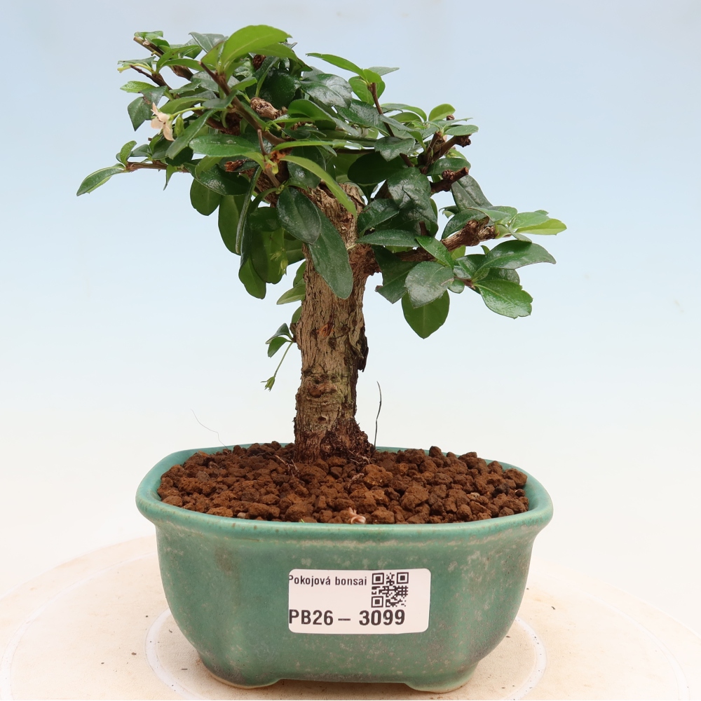 Bonsai pokojowe - Carmona macrophylla - Tea fuki