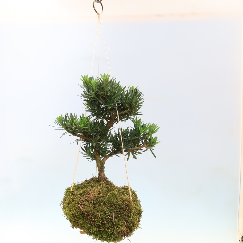 Kokedama w ceramice – Podocarpus – cis kamienny