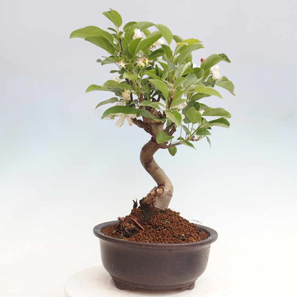 Bonsai plenerowe - Malus Halliana - Jabłoń drobnoowocowa