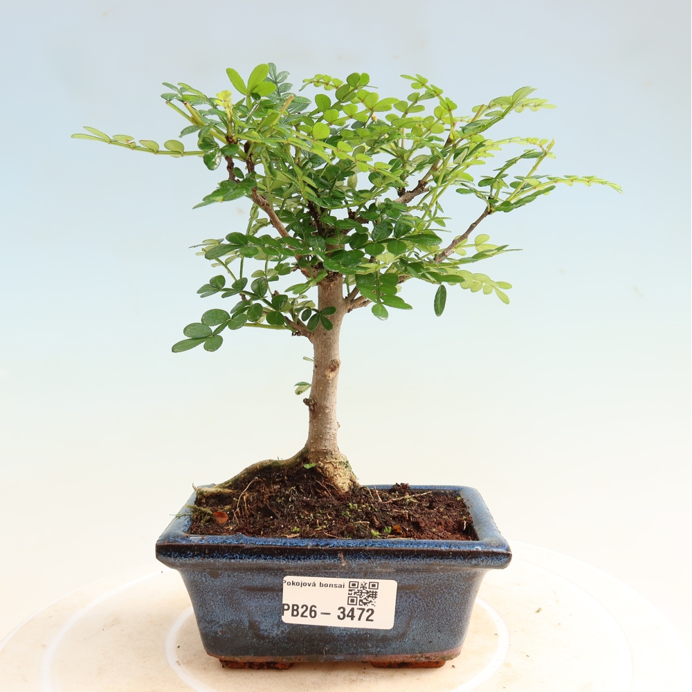 Pokój bonsai - Zantoxylum piperitum - drzewo pieprzowe