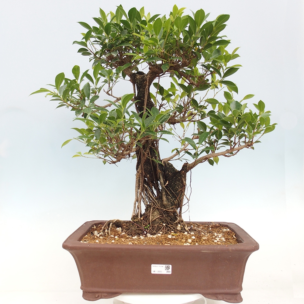 Bonsai pokojowe - Ficus kimmen - figowiec drobnolistny - WYŁĄCZNIE ODBIÓR OSOBISTY lub transport paletowy
