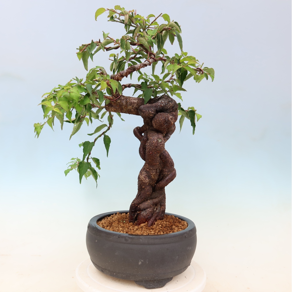 Bonsai ogrodowe – japońska śliwka – Prunus Mume