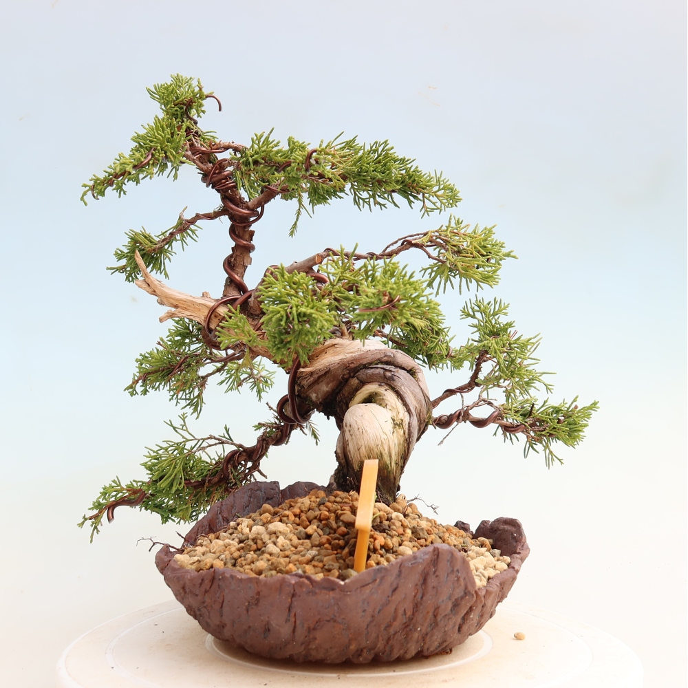 Bonsai ogrodowe – Juniperus chinensis Itoigawa – jałowiec chiński