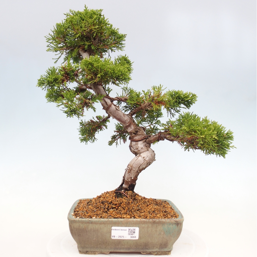 Outdoor bonsai - Juniperus chinensis Itoigawa - Jałowiec chiński
