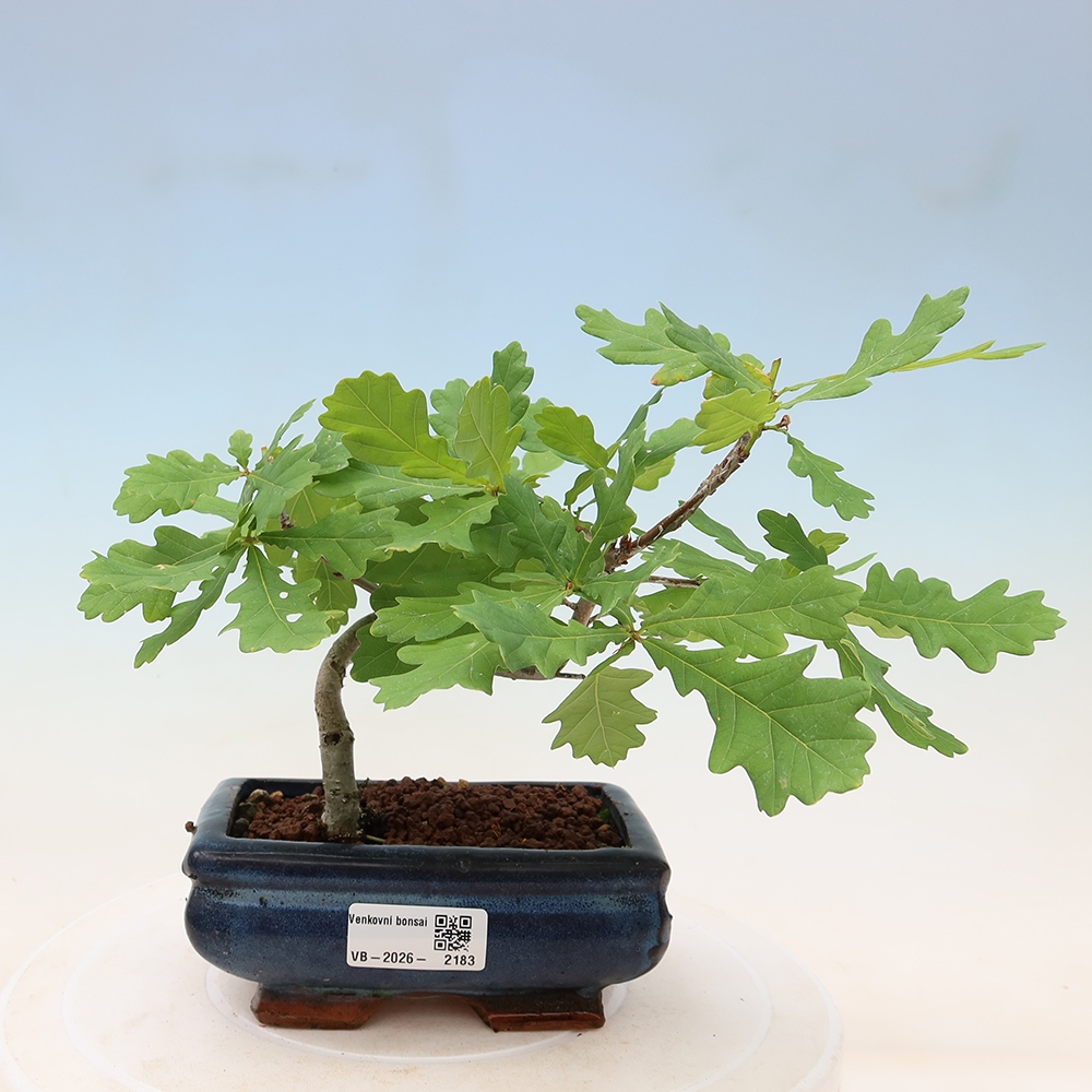 Bonsai ogrodowe – Quercus robur – Dąb letni