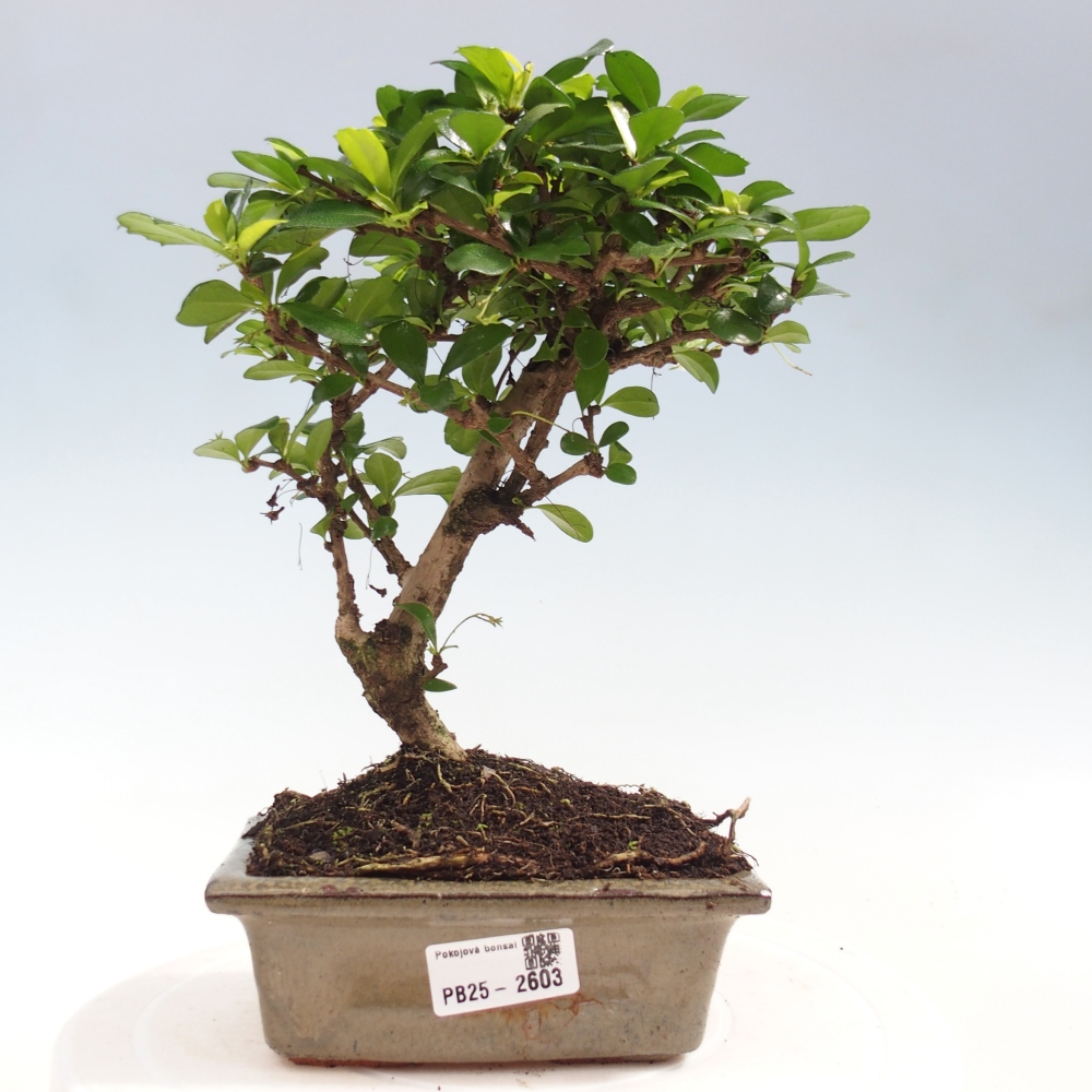 Bonsai wewnętrzne - Carmona makrophylla - Herbata Fuki